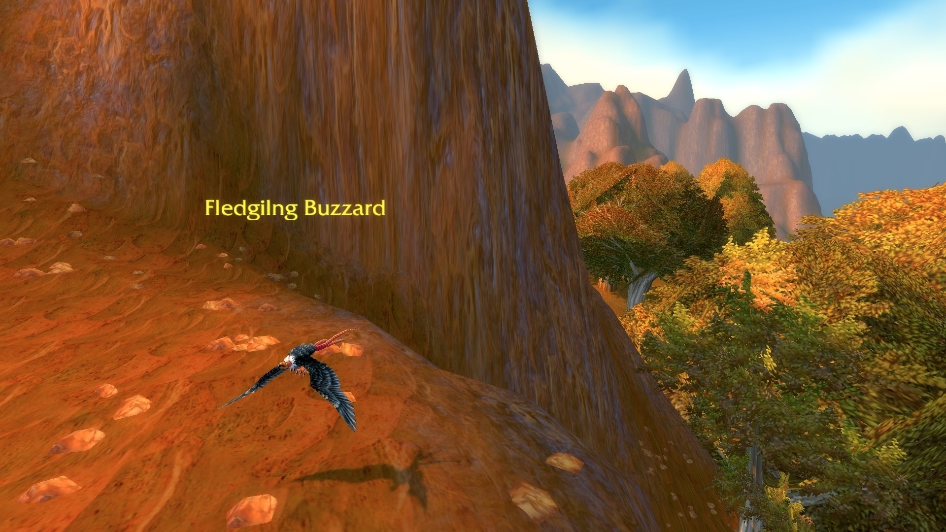 Fledgling Buzzard