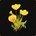 Petit amas de pavots