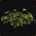 Buisson d’hosta des Tarides