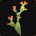 Cactus de Durotar en fleur
