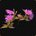 Fleurs d’aster du couchant