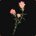 Pinceau rose de Tranchevent