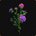Rose-amère