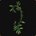 Plante grimpante d’Hyjal