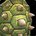 First Mate's Shellward icon