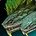 Reptile venimeux