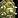 IMAGE_SPELLID