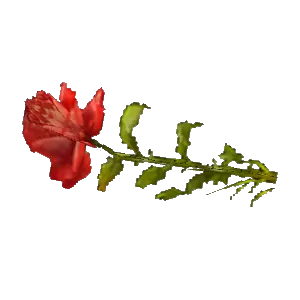 Red Rose