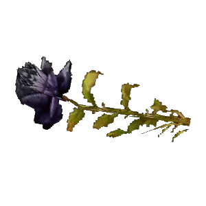 Black Rose