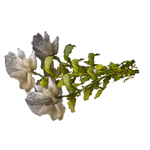 Bouquet of White Roses