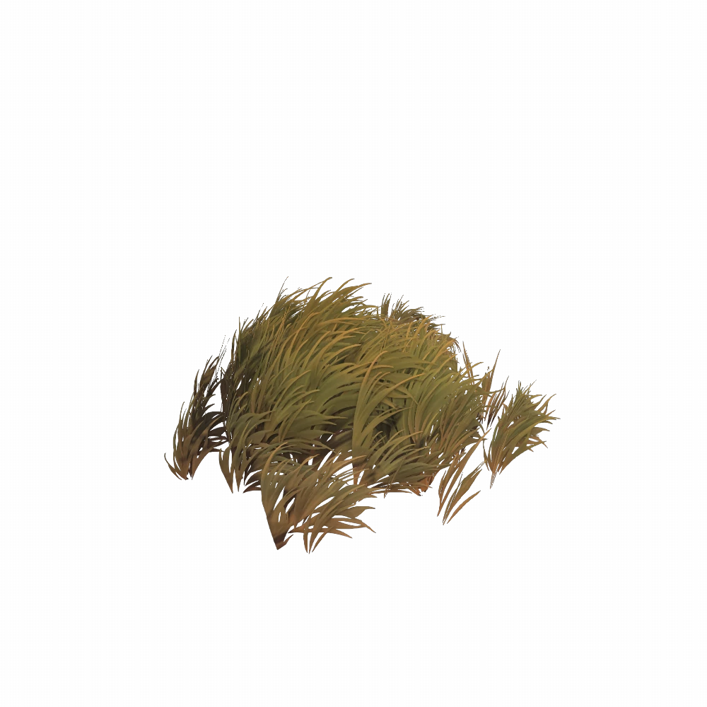 Hardy Razorwind Grass Patch
