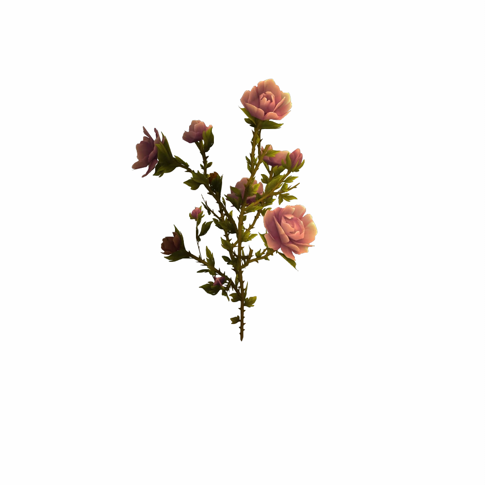 Pink Gilnean Rose
