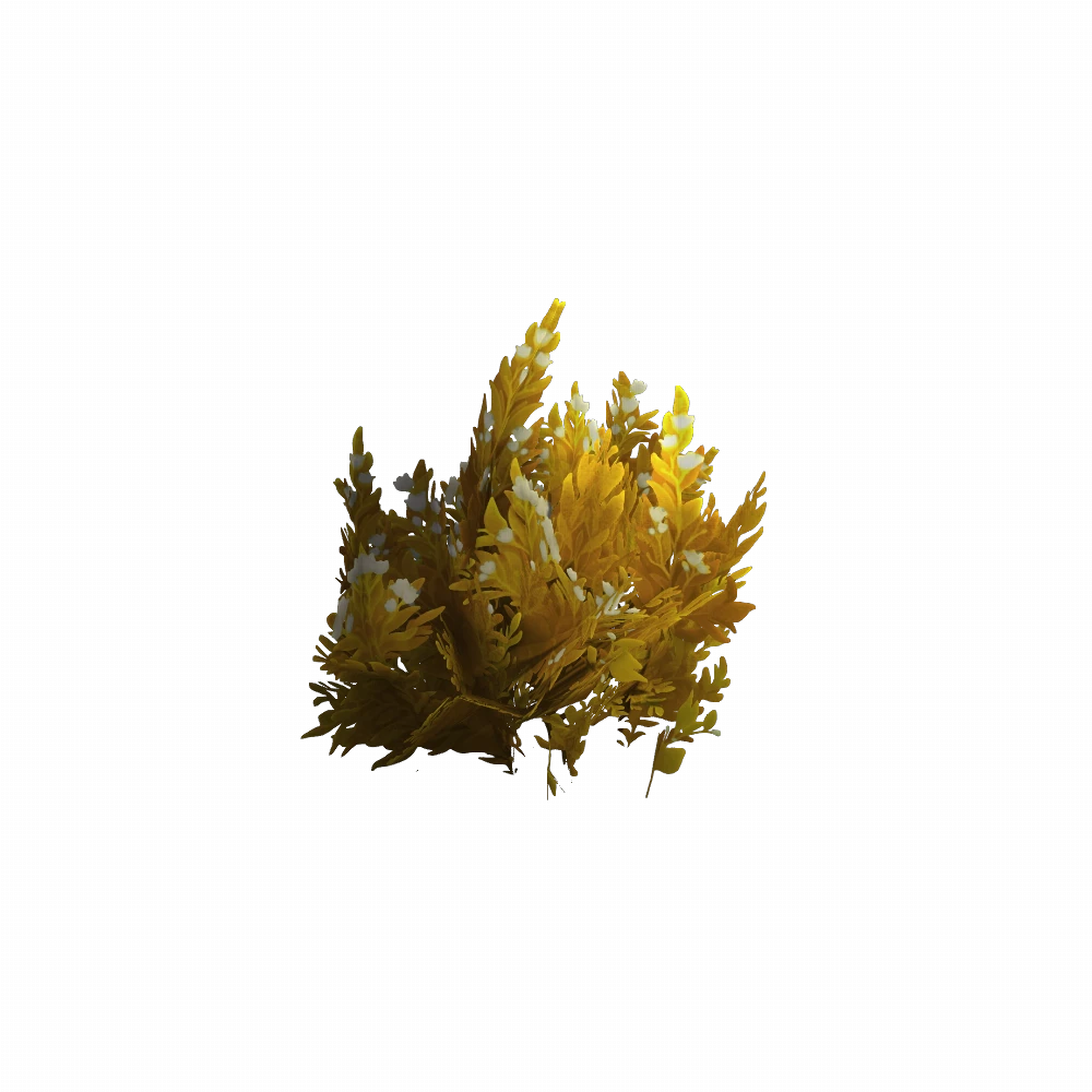 Silvermoon Sunrise Bush