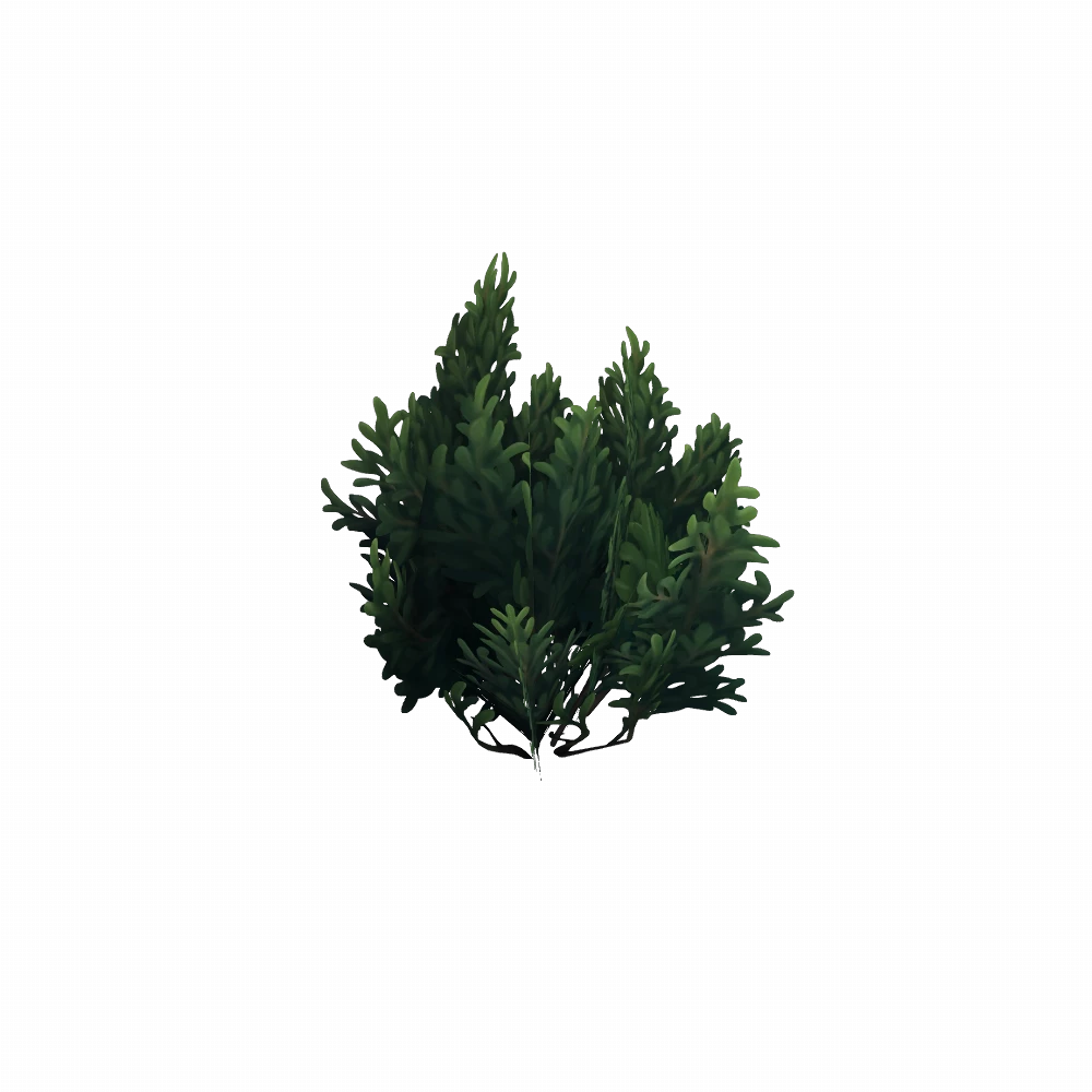 Small Boxwood Bush