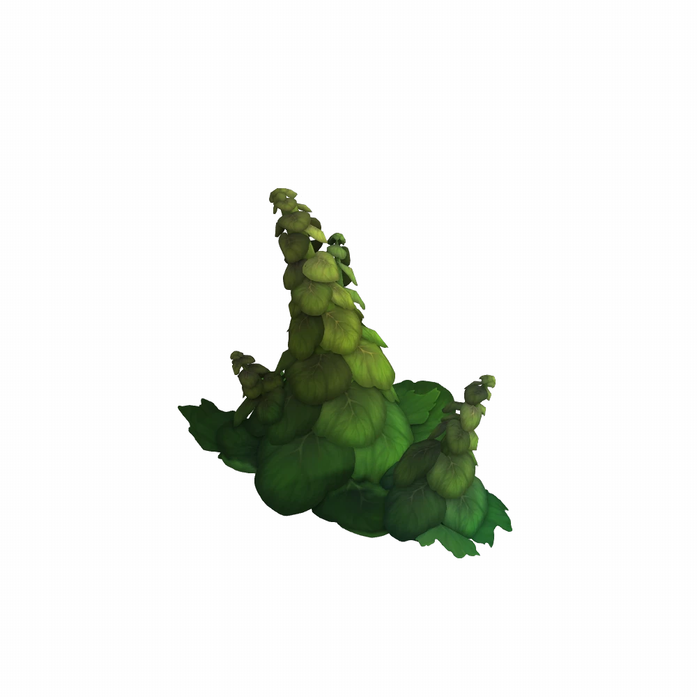 Algari Lettuce Plant