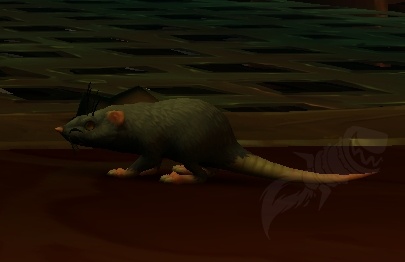 Rat rusé - PNJ - World of Warcraft