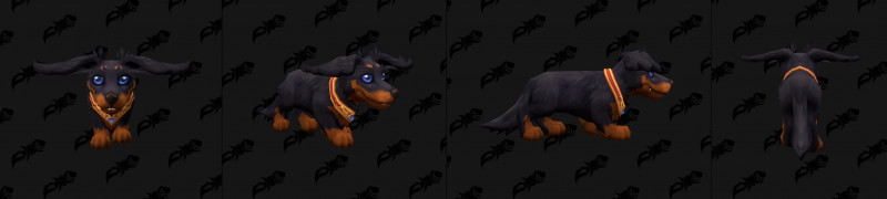 Dachshund Color Variant Black and Tan