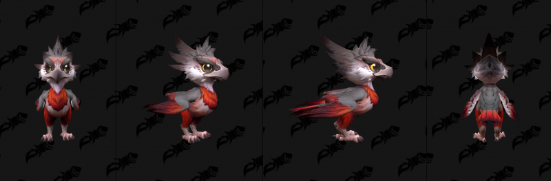 Baby Amani Eaglet Variant Red