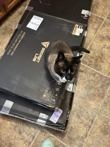 magnus desk boxes with cat