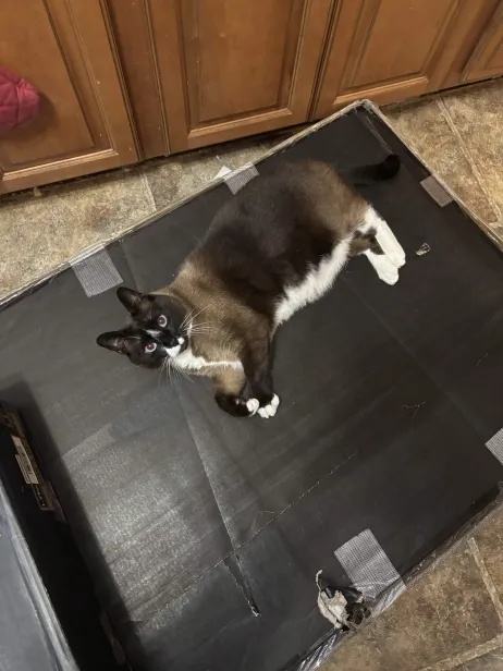 magnus desk boxes with cat