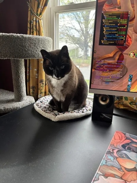 completed desk with cat
