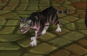 Black Tabby Cat - NPC - World of Warcraft