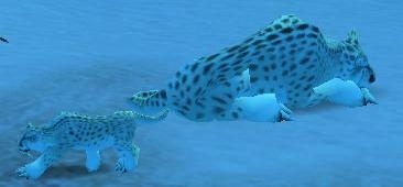 Bebe Leopard Des Neiges Pnj World Of Warcraft