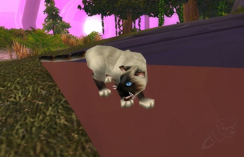 Siamese Cat Npc World Of Warcraft