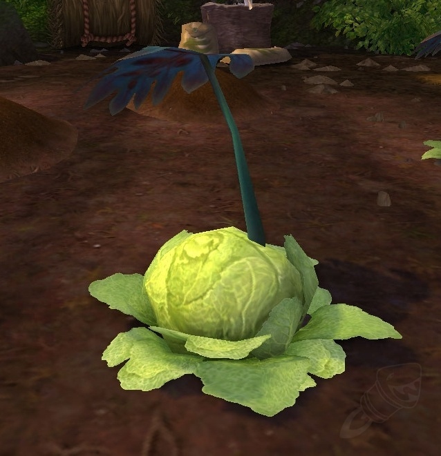 Smothered Green Cabbage - NPC - World of Warcraft