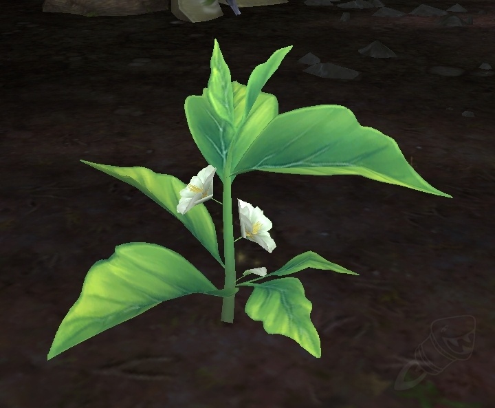 Green Tea Leaf NPC World of Warcraft
