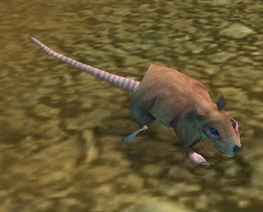 Rato Gigante de Esgoto - Item - WotLK Classic