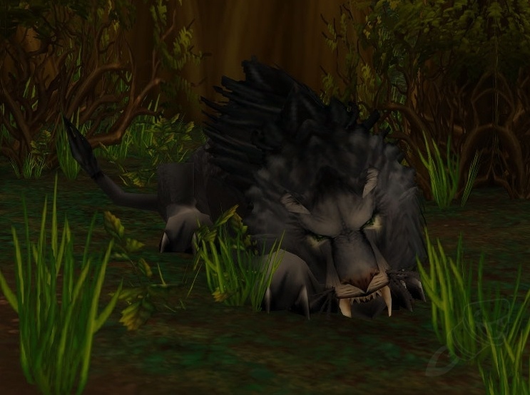 Der Dunkle Streuner NPC World of Warcraft