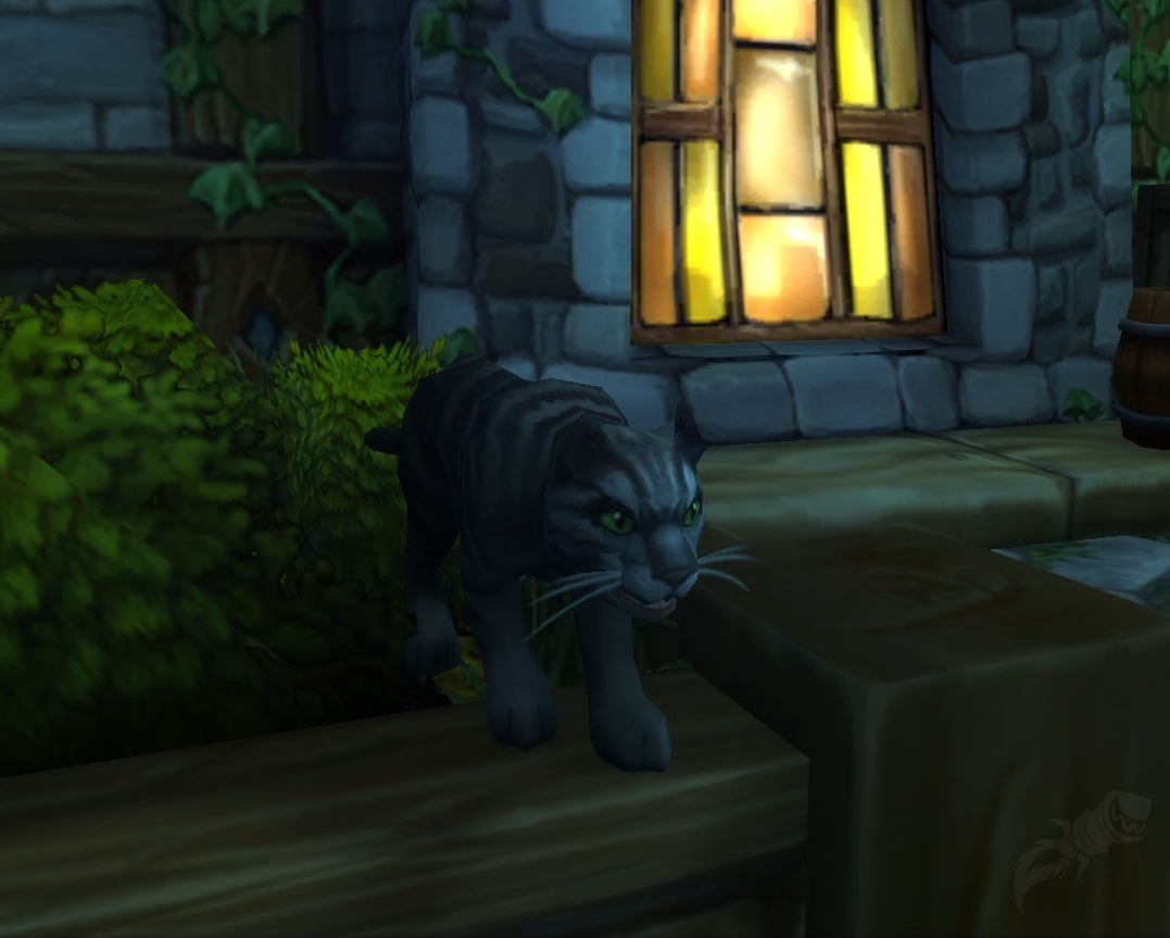 Black tabby cheap cat price