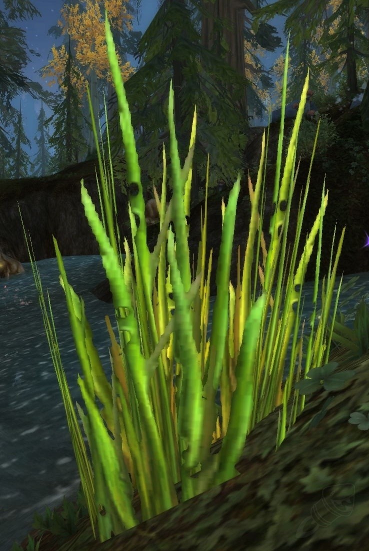 Schwarzwurzel - Objekt - WotLK Classic Schwarzwurzel - Objekt - WotLK Classic