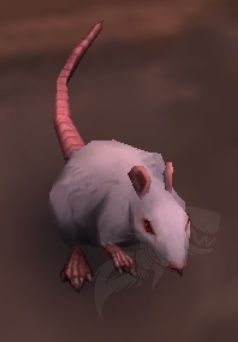 Rato Gigante de Esgoto - Item - WotLK Classic